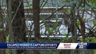 South Carolina more monkeys captured [upl. by Akihsar951]