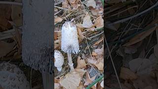 Coprinus comatus [upl. by Puna]