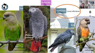 PSITTACIFORMES loros guacamayos cacatúas cotorras y pericos [upl. by Rosana]