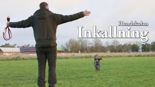 Hundskolan Säker inkallning [upl. by Nicholl]