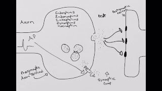 Opioid Synapse [upl. by Mueller]