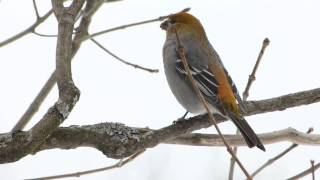 Pine Grosbeak Female [upl. by Yoshiko887]