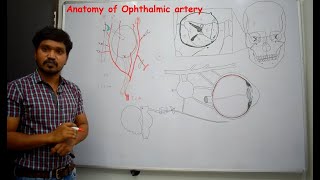 Anatomy of Ophthalmic artery  Contents of orbit  2 Simplified amp made easy for beginners [upl. by Hermione]