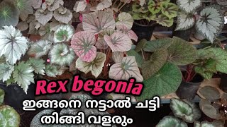 Rex Begonia best potting mix for growth 100malayalam [upl. by Attenyl]