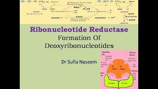 Ribonucleotide Reductase amp Synthesis of Deoxyribonucleotides [upl. by Ilwain]