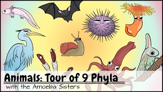 Animals Tour of 9 Phyla [upl. by Kara325]