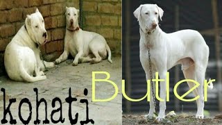 Kohat bulter dogs market with price [upl. by Nae]