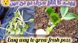 Easy way to grow fresh peas دو طرح سے مٹر کا اگاؤrooftop kitchengarden best plants viralshort [upl. by Ennaus]