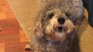 Funny Schnoodle dog trying to talk [upl. by Crispin]