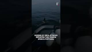 Watch Killer Whales Wreck Boats near Spain [upl. by Duomham]