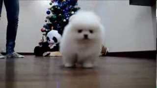 White puppy Pomeranian wwwelitdogcom Белый щенок померанского шпица [upl. by Ynnavoig707]