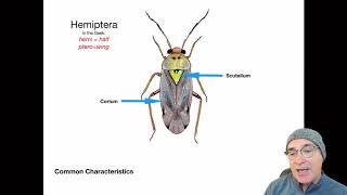 Introduction to the Order Hemiptera [upl. by Neysa]