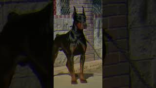 The Doberman Pinscher A Loyal and Fearless Breed with a Heart of Gold [upl. by Ravilob883]