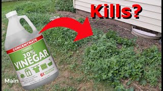 Does using a natural weed killer like vinegar actually work [upl. by Shevlo]