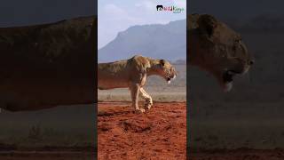 Tsavo Lions  shorts wildlife [upl. by Eatnoled]