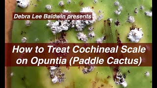 How to Treat Cochineal Scale on Cactus [upl. by Emelyne]