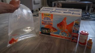 GOLDFISH ONLY AQUARIUM SETUP [upl. by Eedahs]