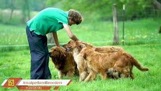 Real Petland Breeders 2022 [upl. by Cristabel]