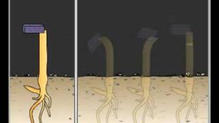 IB Biology 917 Phototropism and Auxin [upl. by Dillie152]