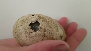 Stork egg hatching at Wingham Wildlife Park [upl. by Nikki]