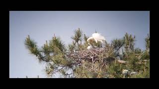 Spoonbill on nest with it’s chicks [upl. by Afatsom]