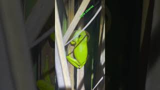 Green tree frog calling Hyla cinerea [upl. by Nnyled]