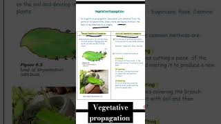 Vegetative propagation  Reproduction  class 10 th science biology mp board 202425 shorts 1 Min [upl. by Akiner631]