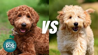 Labradoodle vs Goldendoodle The Differences You Need to Know [upl. by Annot]