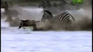 Killer Clips Lion Attacks Zebra [upl. by Zola]