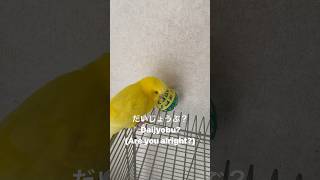 おしゃべりセキセイインコ、とりちゃん Talking Budgie Torichan セキセイインコおしゃべり おしゃべりインコ budgie talkingbudgie shorts [upl. by Viki]