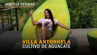 🔴 Cultivos de Aguacate 🥑 👉 Villa Antonela  Tauramena Casanare ✅ [upl. by Torrance79]