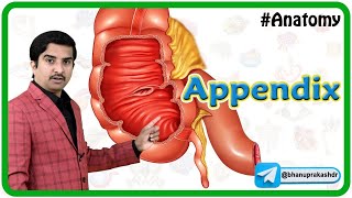 Animated Gross anatomy of Appendix Position Blood supply Venous drainage Nerve supply Histology [upl. by Akemed]