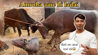 Sultan ko Amroha le aaye apne gao mein  aate hee Nazar  BullRiderVlogs [upl. by Rees]