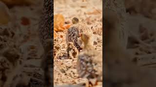 sandgrouse risk and bring water for chicks shorts [upl. by Ueihtam]