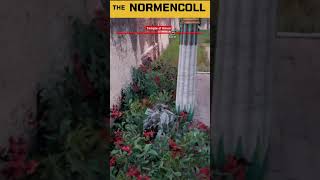 assassins creed origins assassin killings  normencoll on Twitch [upl. by Ard702]