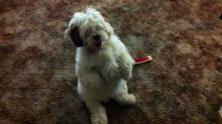 Lhasa Apso Begs to Come Out  Sitting Pretty [upl. by Sherie]