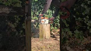 Stihl 031 The Parts Saw Gets a Second Chance Cold Start chainsaw [upl. by Winnick]