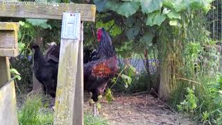 Hawk our Beautiful Sanjak Flock Rooster is Up For Sale at Shady Grove Farm WV [upl. by Assertal]