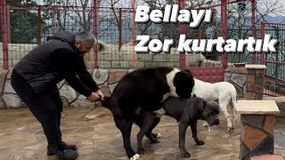 CANE CORSO BELLAYI BARON VE BOSS’TAN SON ANDA KURTARDIM [upl. by Broderick]