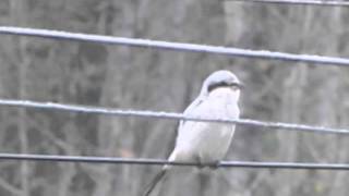 Northern Shrike singing at Coldwell Ontario [upl. by Findley]