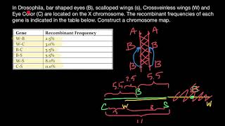 Chromosome mapping [upl. by Lena]