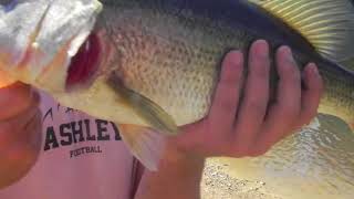 Fishing south Carolina back waters [upl. by Satsoc310]