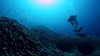 Scientists discover worlds largest coral in Solomon Islands  REUTERS [upl. by Folberth18]