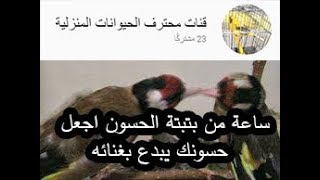 ساعة من بتبتة الحسون اجعل حسونك يهيج😀😎😍 [upl. by Lucky]