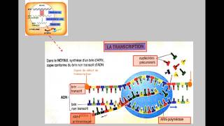 bilan synthèse protéines [upl. by Kirch]