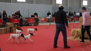 Exhibición de Trabajo  Ratonero Bodeguero Andaluz  IFEPA 2016 [upl. by Hairahcez]