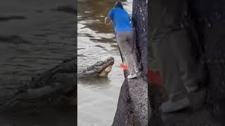 Woman who cleans crocodile cage in danger 😱 [upl. by Wilfreda]