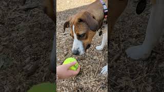 Pop Tart A912742 austinanimalcenter treeingwalkercoonhound dogs dog [upl. by Edan406]