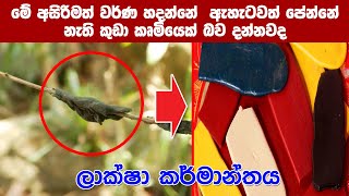 ලක්ෂා කර්මාන්තය 1 කොටස  Sri Lanka Laksha Karmanthaya [upl. by Gaal]