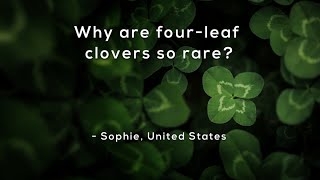 Why are fourleaf clovers so rare [upl. by Redep]